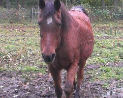 broodmare Moheba Zelina ox (Arabian thoroughbred, 1988, from Sherif Pasha 1982 ox)