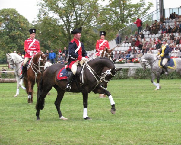 horse Sumo 7 (German Sport Horse, 2005, from Saccor)