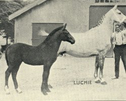 Zuchtstute Luchie (Groninger, 1924, von Griedel)