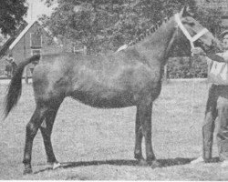 Zuchtstute L.Marijke (Gelderländer, 1947, von Voorman)