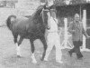 stallion Ritmeester (Gelderland, 1952, from L'Invasion AN)