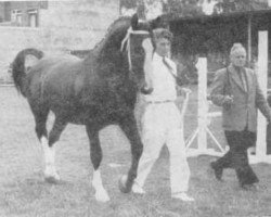 stallion Ritmeester (Gelderland, 1952, from L'Invasion AN)