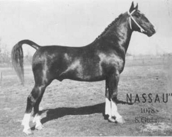 stallion Nassau 1078 (Gelderland, 1949, from Graaf van Wittenstein)