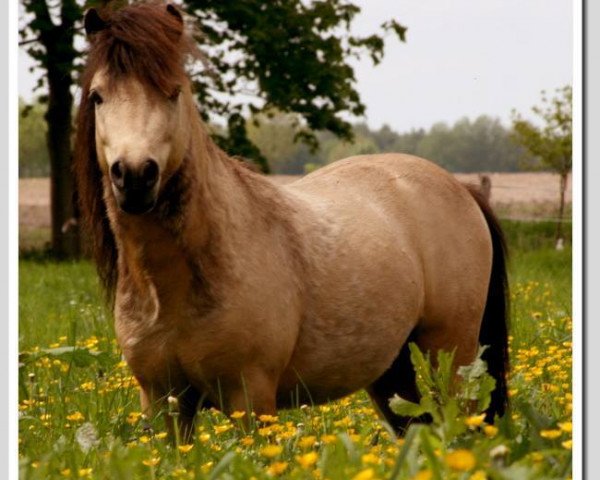 Pferd Spitfire van Dyck (Dt.Part-bred Shetland Pony, 2008, von Kerswell Golden Son)