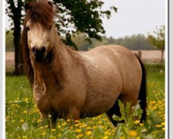 Pferd Spitfire van Dyck (Dt.Part-bred Shetland Pony, 2008, von Kerswell Golden Son)