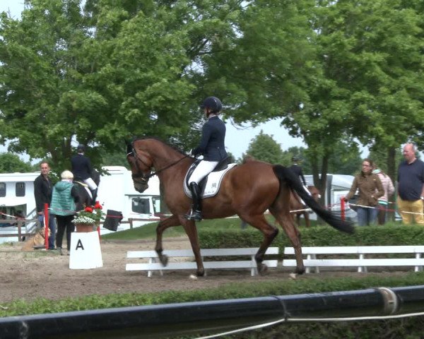 Reitturnier Hamm-Rhynern 2019