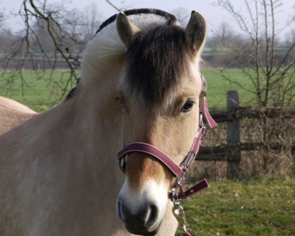 broodmare Trischa von Dreilinden (Fjord Horse, 2006, from Grande)