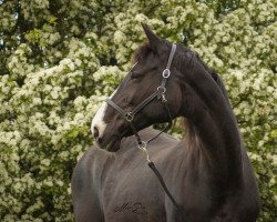 broodmare Tabloid (KWPN (Royal Dutch Sporthorse), 2000, from Gran Corrado)