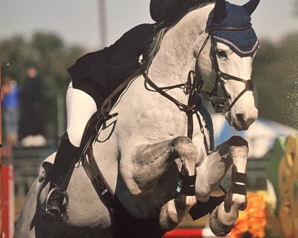 jumper Carlotta W 2 (Hanoverian, 2008, from Calido I)