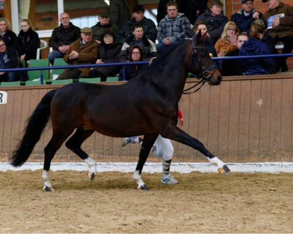 stallion Dressman Junior (German Riding Pony, 1993, from Dressman)