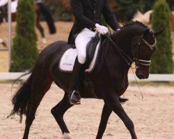 dressage horse Da Vinci 149 (Hessian Warmblood, 2003, from Danny de Vito 2)