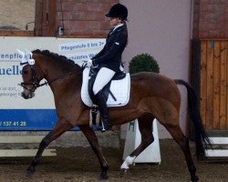 dressage horse Shakira 258 (German Riding Pony, 1999, from Black Boy)