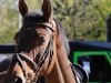 dressage horse Alessia 11 (Württemberger, 2007, from Alassio's Boy)