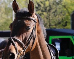 dressage horse Alessia 11 (Württemberger, 2007, from Alassio's Boy)