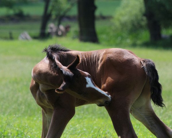 dressage horse Purzel (Hanoverian, 2016, from Fürsten-Look)