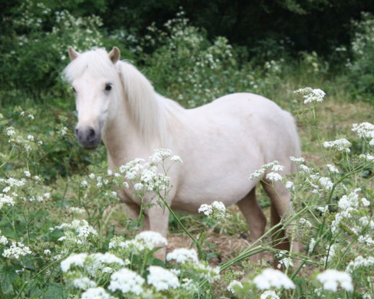 Pferd Pria vom Olendiek (Dt.Part-bred Shetland Pony, 2010, von Willi Weitblick)