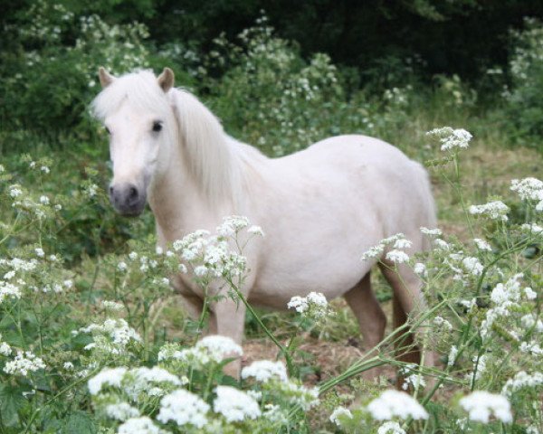 horse Pria vom Olendiek (Dt.Part-bred Shetland pony, 2010, from Willi Weitblick)