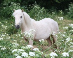 horse Pria vom Olendiek (Dt.Part-bred Shetland pony, 2010, from Willi Weitblick)