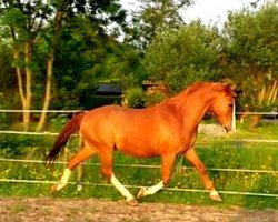 dressage horse Mansie (unknown,  )