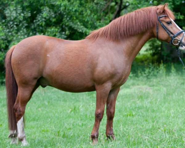 Springpferd Brad 5 (Welsh Pony (Sek.B), 2001)