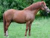 Springpferd Brad 5 (Welsh Pony (Sek.B), 2001)