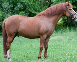 jumper Brad 5 (Welsh-Pony (Section B), 2001)