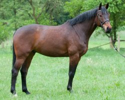 jumper Chateau's Champagnero (Oldenburg show jumper, 2009, from Com Air I)