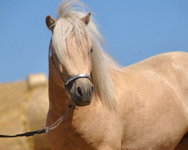 stallion Willis Gold vom Olendiek (Dt.Part-bred Shetland pony, 2011, from Willi Weitblick)