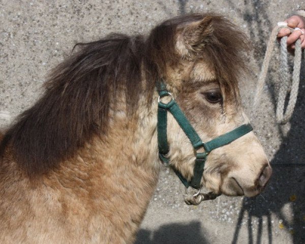 horse Woody vom Olendiek (Dt.Part-bred Shetland pony, 2011, from Willi Weitblick)