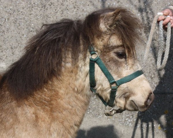 Pferd Woody vom Olendiek (Dt.Part-bred Shetland Pony, 2011, von Willi Weitblick)