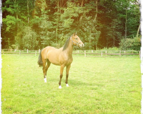 Springpferd Car Roo Bar (Westfale, 2012, von Cornet Obolensky)