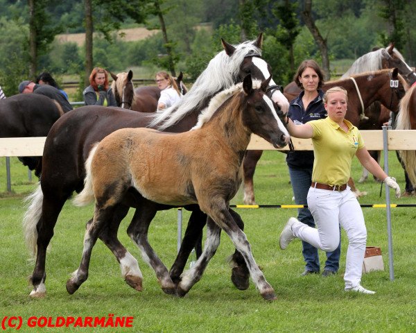 Zuchtstute Eljona Rahel (Schwarzwälder Kaltblut, 2016, von Roter Milan)