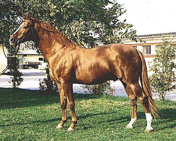 stallion 1465 Orosháza Hadfi-5 (Kisber-Felver, 1977, from Hadfi)