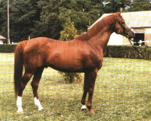 stallion 1133 Szikrázó (Kisber-Felver, 1968, from 504 Szikrázó xx)
