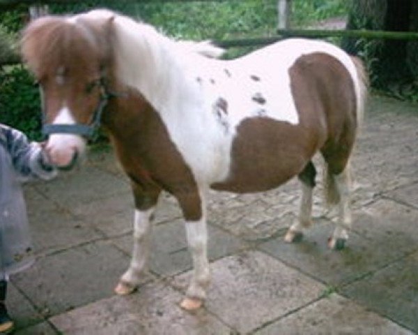Zuchtstute Britta (Shetland Pony, 2000, von Pauli)