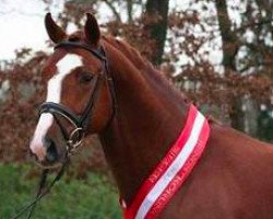 stallion Nec Plus Ultra de Septon (Belgian Warmblood, 1990, from Darco)