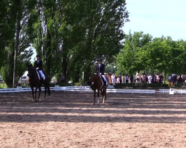 Reitturnier Hamm-Rhynern 2019