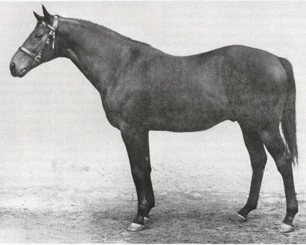 stallion Robert Endre xx (Thoroughbred, 1945, from Atout Maitre xx)