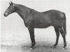 stallion Robert Endre xx (Thoroughbred, 1945, from Atout Maitre xx)
