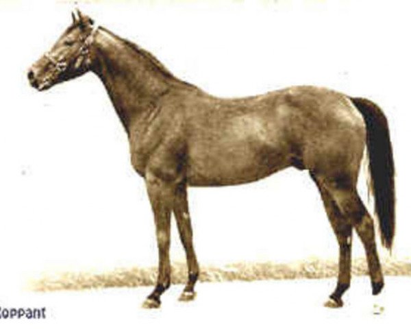 stallion Roppant xx (Thoroughbred, 1952, from Robert Endre xx)
