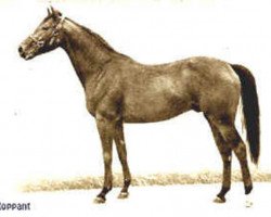 stallion Roppant xx (Thoroughbred, 1952, from Robert Endre xx)