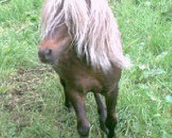 horse Jerome (Dt.Part-bred Shetland pony, 1996, from Jappelu)