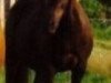 Zuchtstute Laika (Shetland Pony,  , von Jaegermeister)