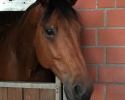 dressage horse Bandreo (KWPN (Royal Dutch Sporthorse), 2006, from Sandreo)