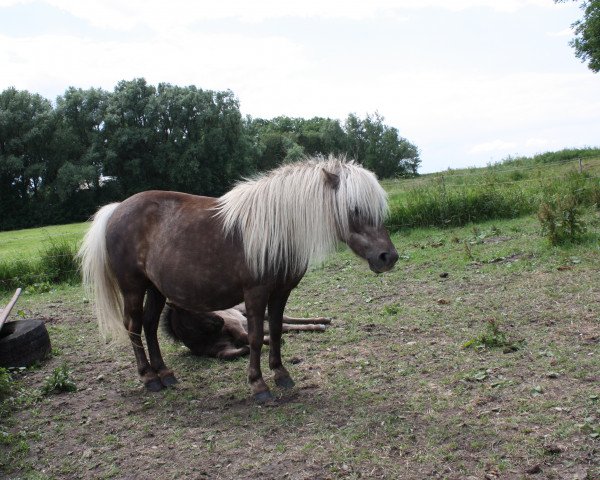 broodmare Lana vom Olendiek (German Classic Pony, 2004, from Jerome)