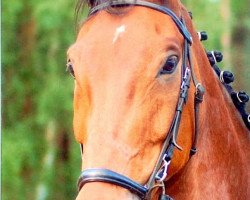 jumper Santos B (Hanoverian, 1998, from Singular Joter)