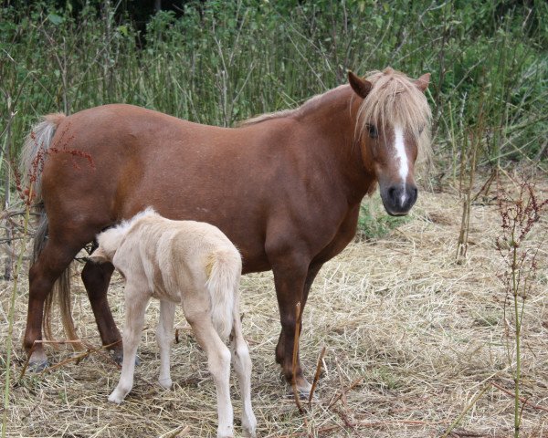 Zuchtstute Polly van Dyck (Shetland Pony,  , von Kerswell Golden Son)