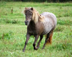 Zuchtstute Wolke vom Olendiek (Dt.Part-bred Shetland Pony, 2008, von Willi Weitblick)