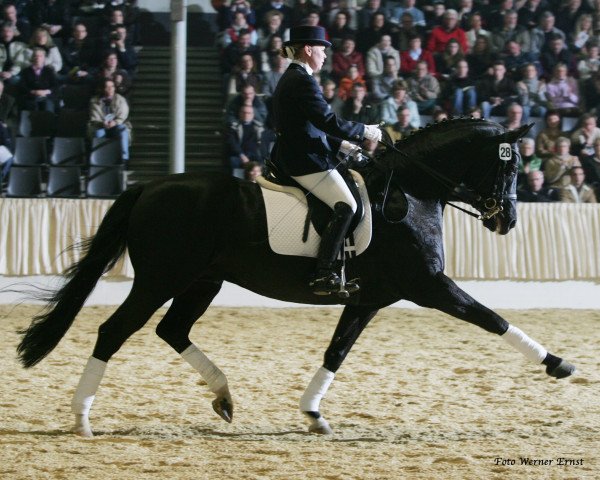 horse Dornenkönig (Württemberger, 1992, from Donnerhall)
