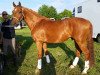 dressage horse Lovely Lenny (Württemberger, 1997, from Lenys Lemon)